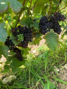 Découvrez le cépage pinot meunier au champagne Claude Bernard