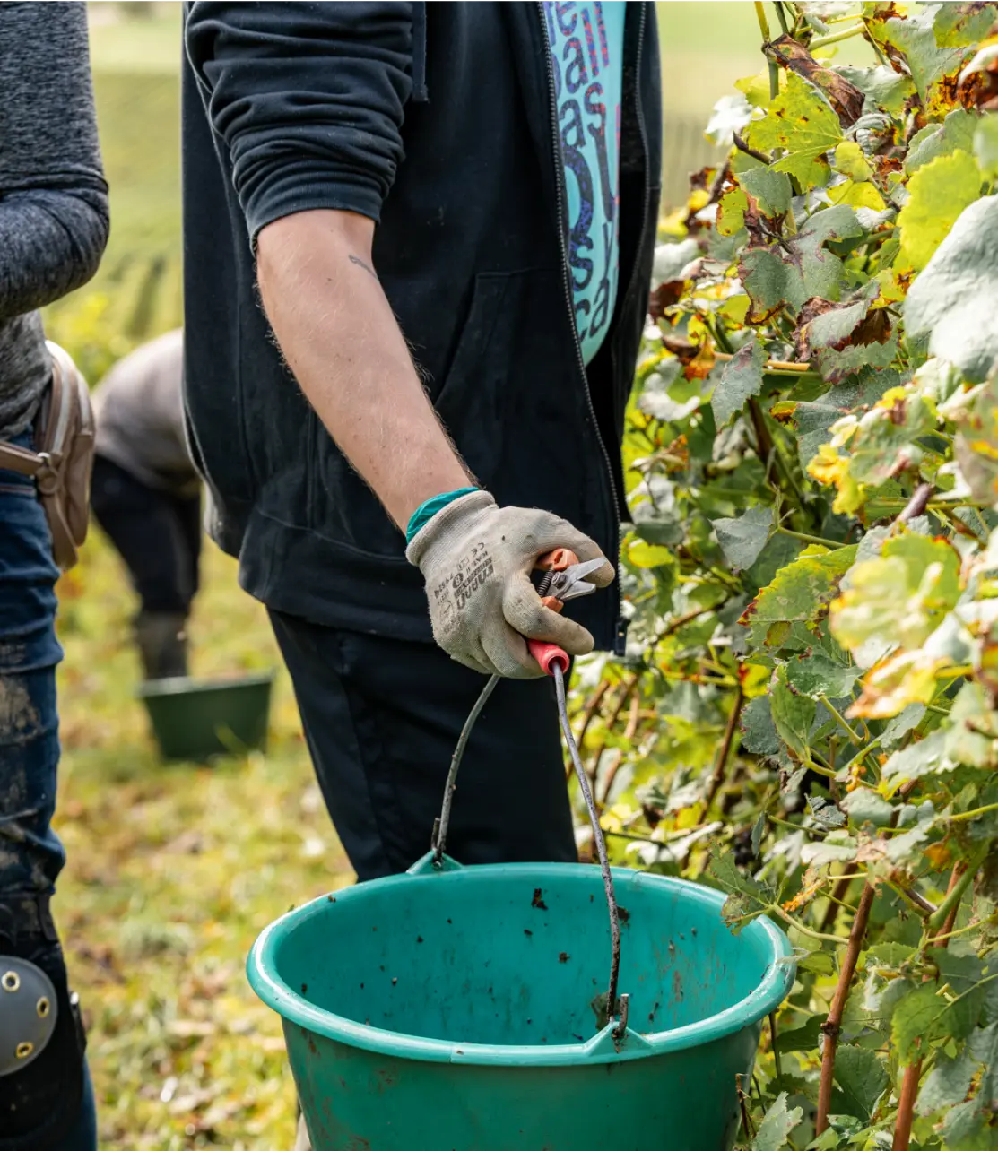 vignes (6)