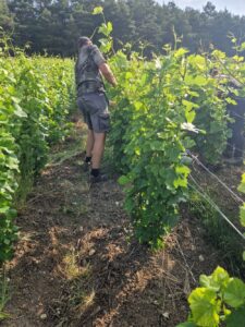 Le palissage en champagne est une étape importante