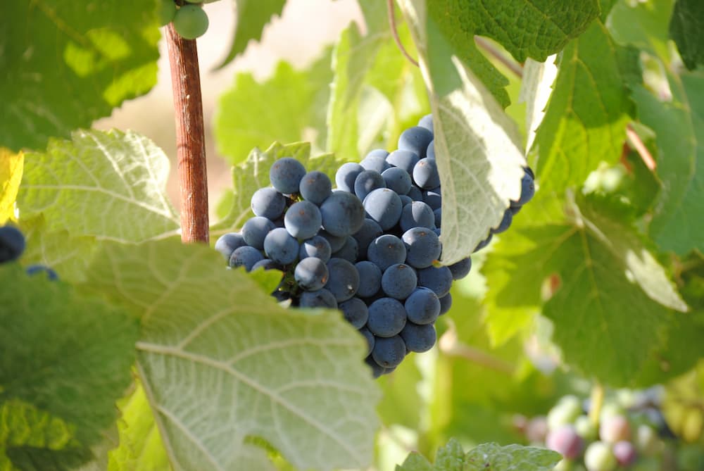 pinot noir en attente des vendanges